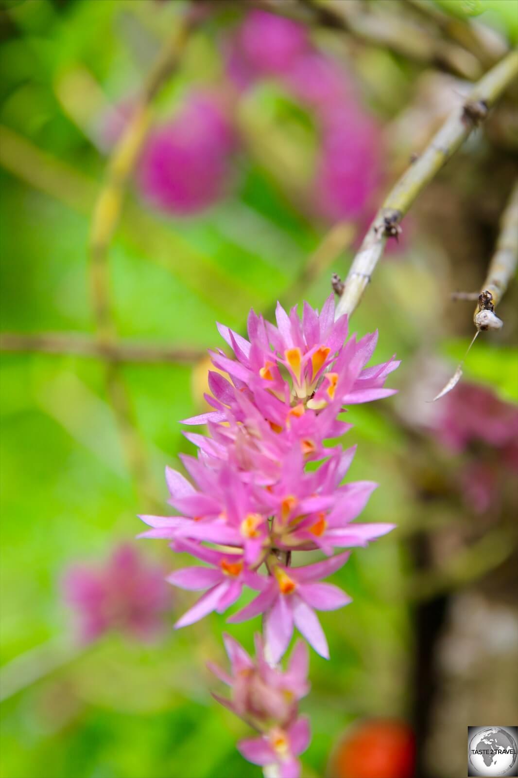 The endemic orchid 'Dendrobium bracteosum' at the Port Moresby Nature Park.