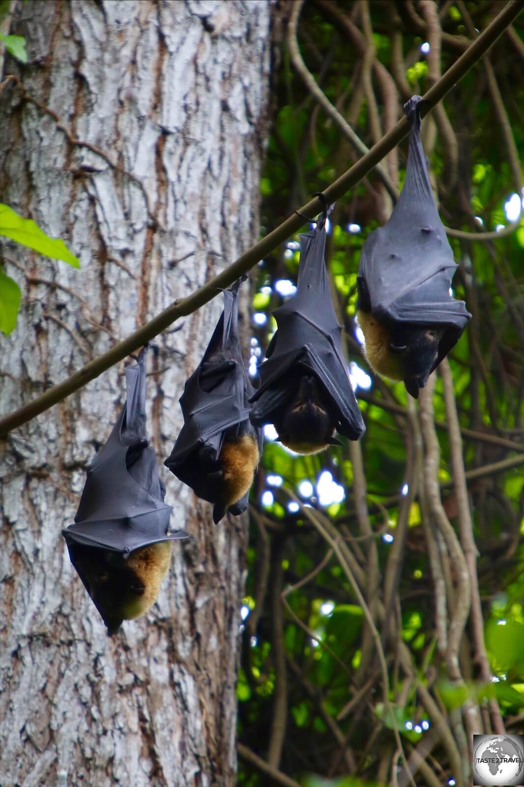 Noisy, Spectacled fruit bats, fill the trees of the rainforest in the POM Nature Park.