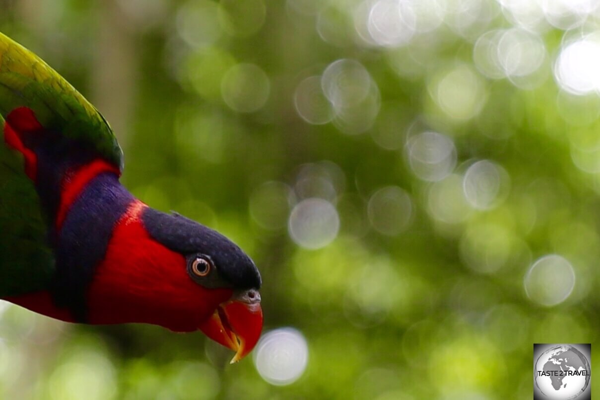 Papuan Lorikeet at Port Moresby Nature Park. 