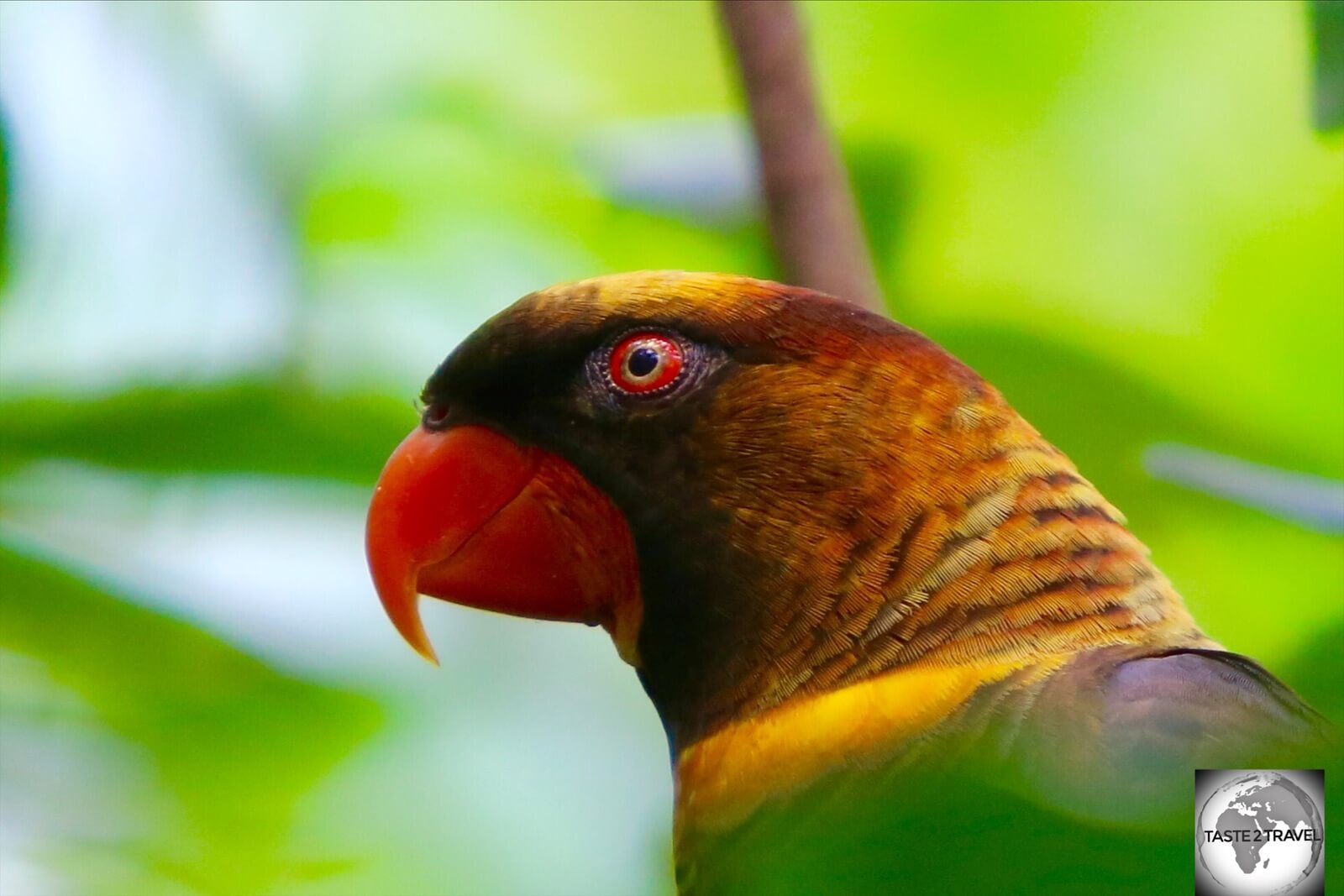 Endemic to Papua New Guinea, the Dusky Lorikeet is a species of parrot which is very social and curious.