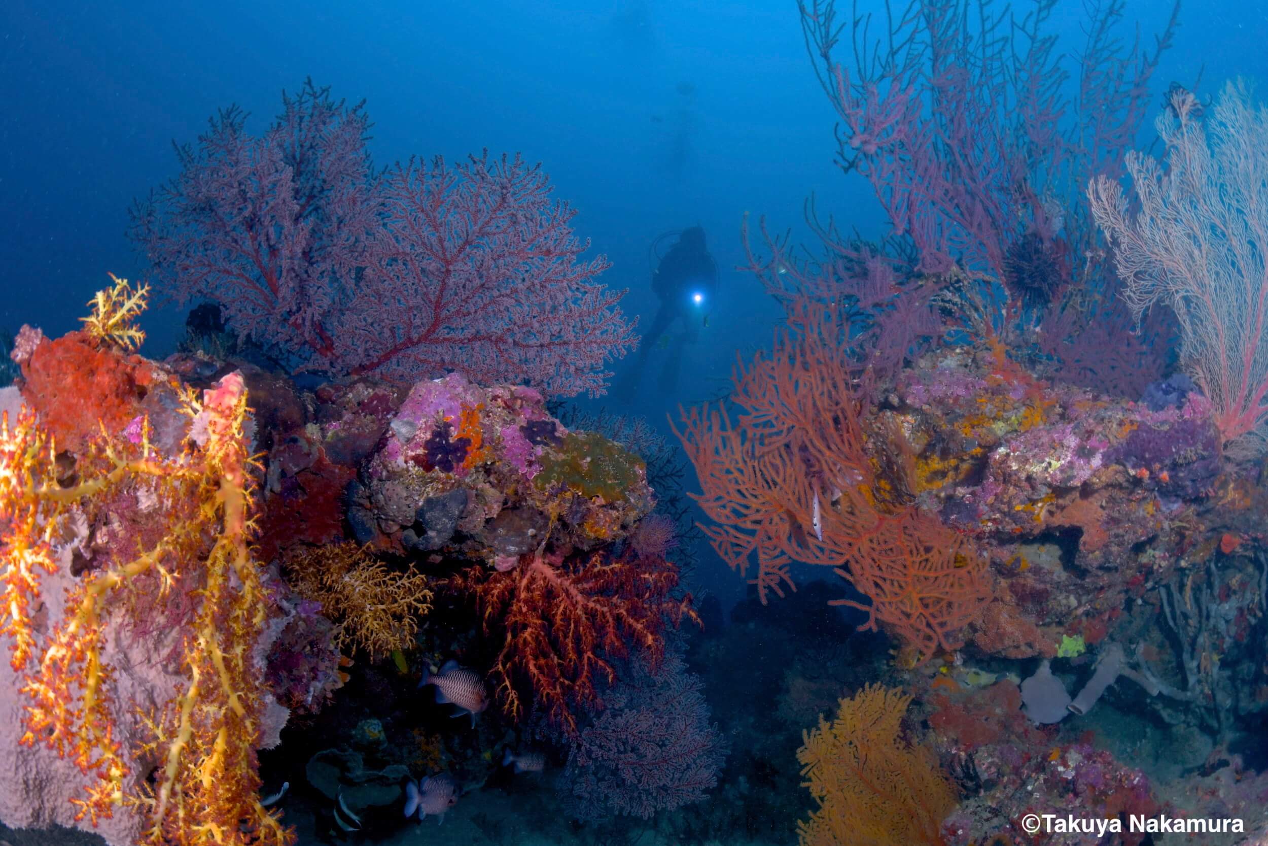 The diversity, colour, and size, of soft and hard corals on Langsam reef is impressive. 