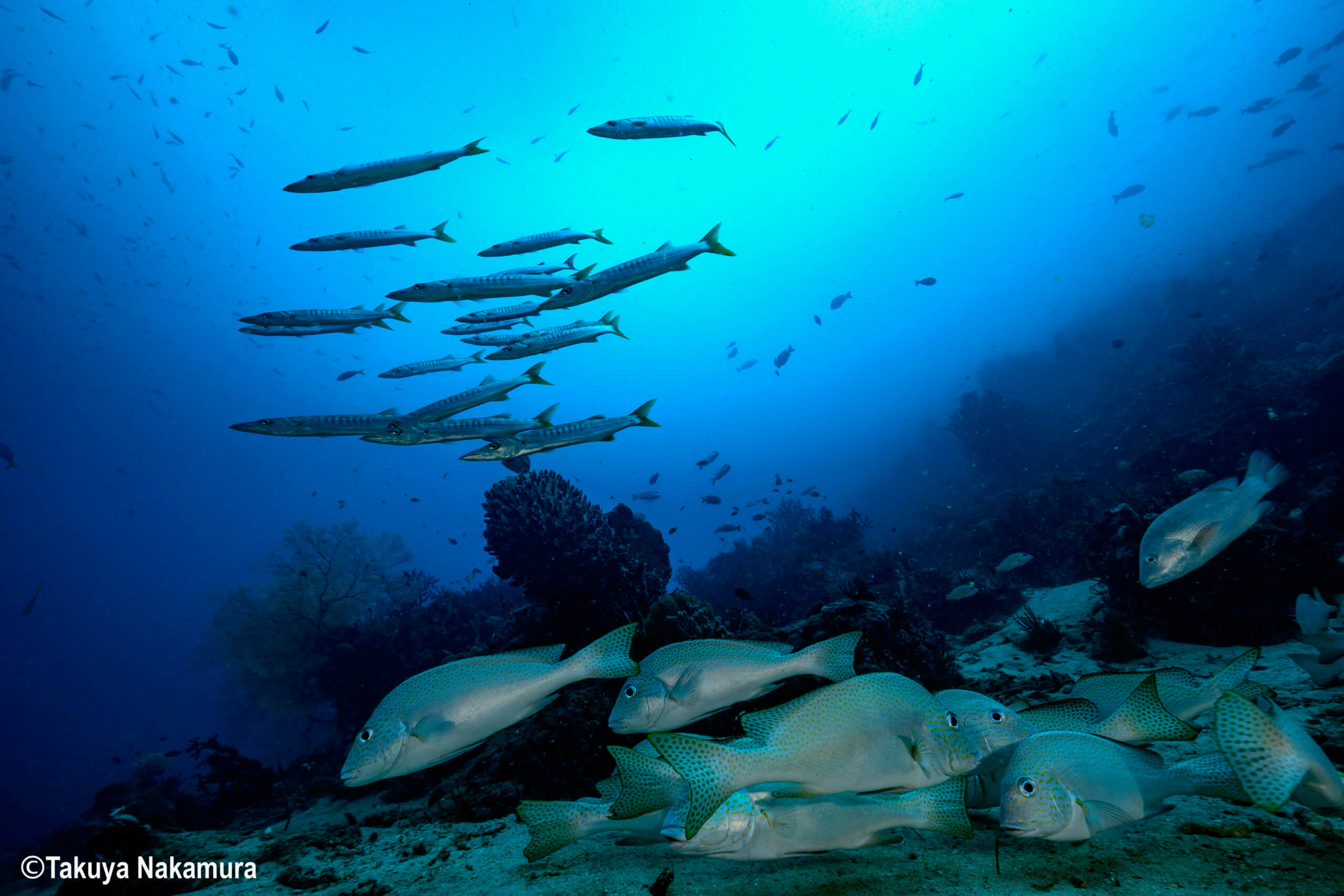 Magic Passage is brimming with marine life.