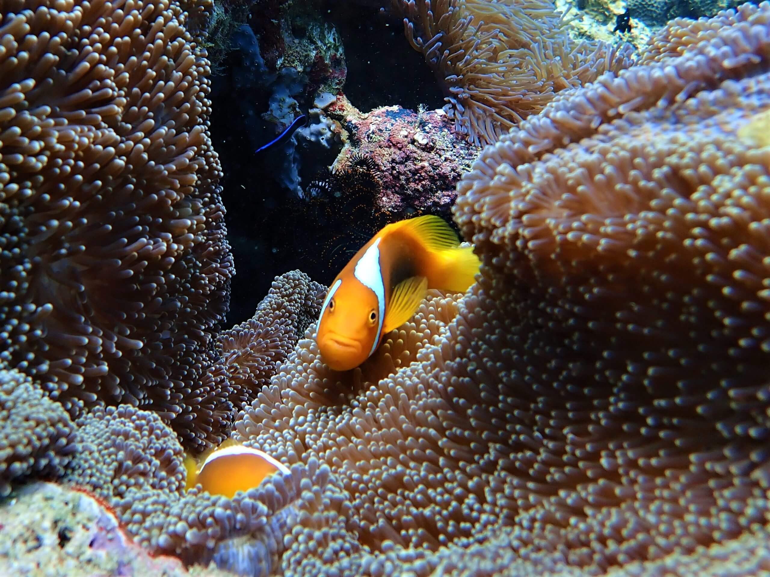 Such a curious cutie! The White Bonnet Clown-fish on Langsam reef.