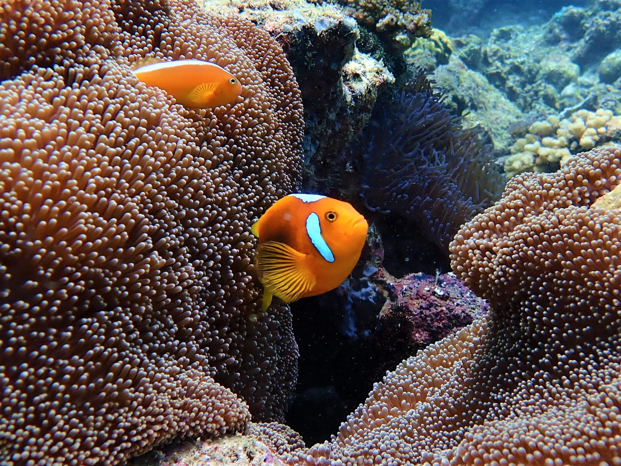 The rare White Bonnet Clown-fish can be seen on Langsam reef. 