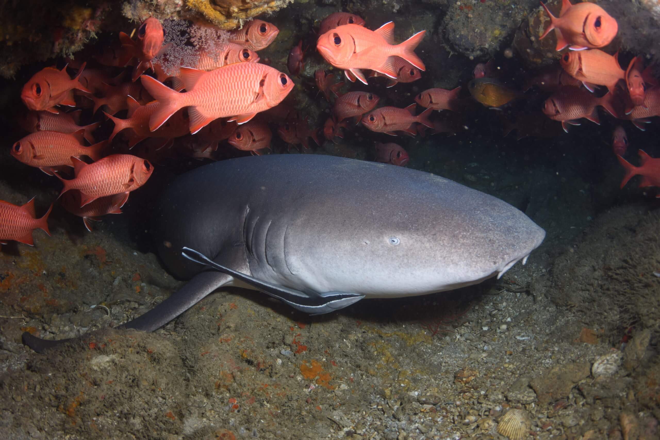 One of the residents of Langsam reef is a Nurse shark which sleeps by day in a small cave. 