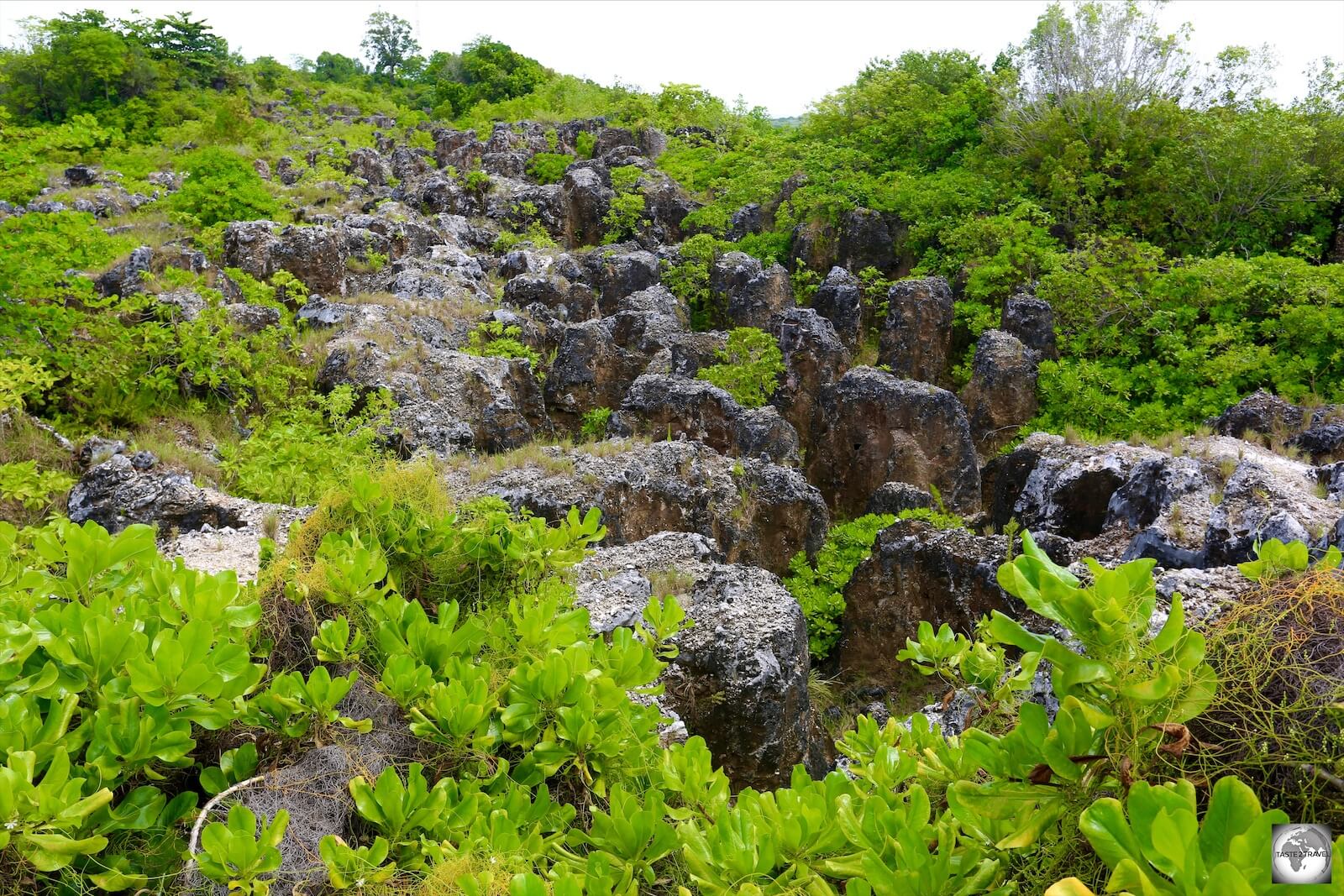 Exposed limestone pinnacles on Topside, the remnants of a former phosphate mine. 