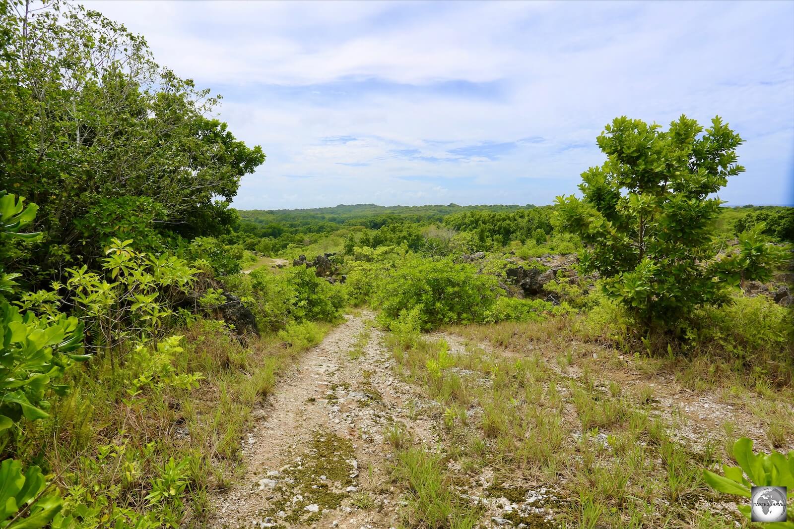 A view of the hiking trail on Command Ridge.