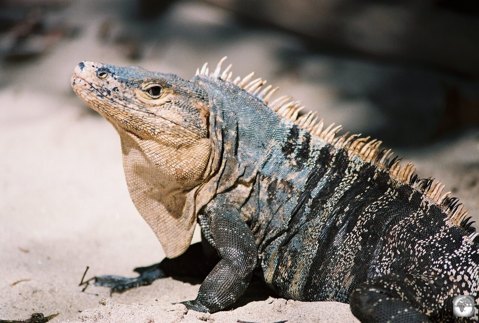 Iguana on the beach at Manuel Antonio National Park, Costa Rica