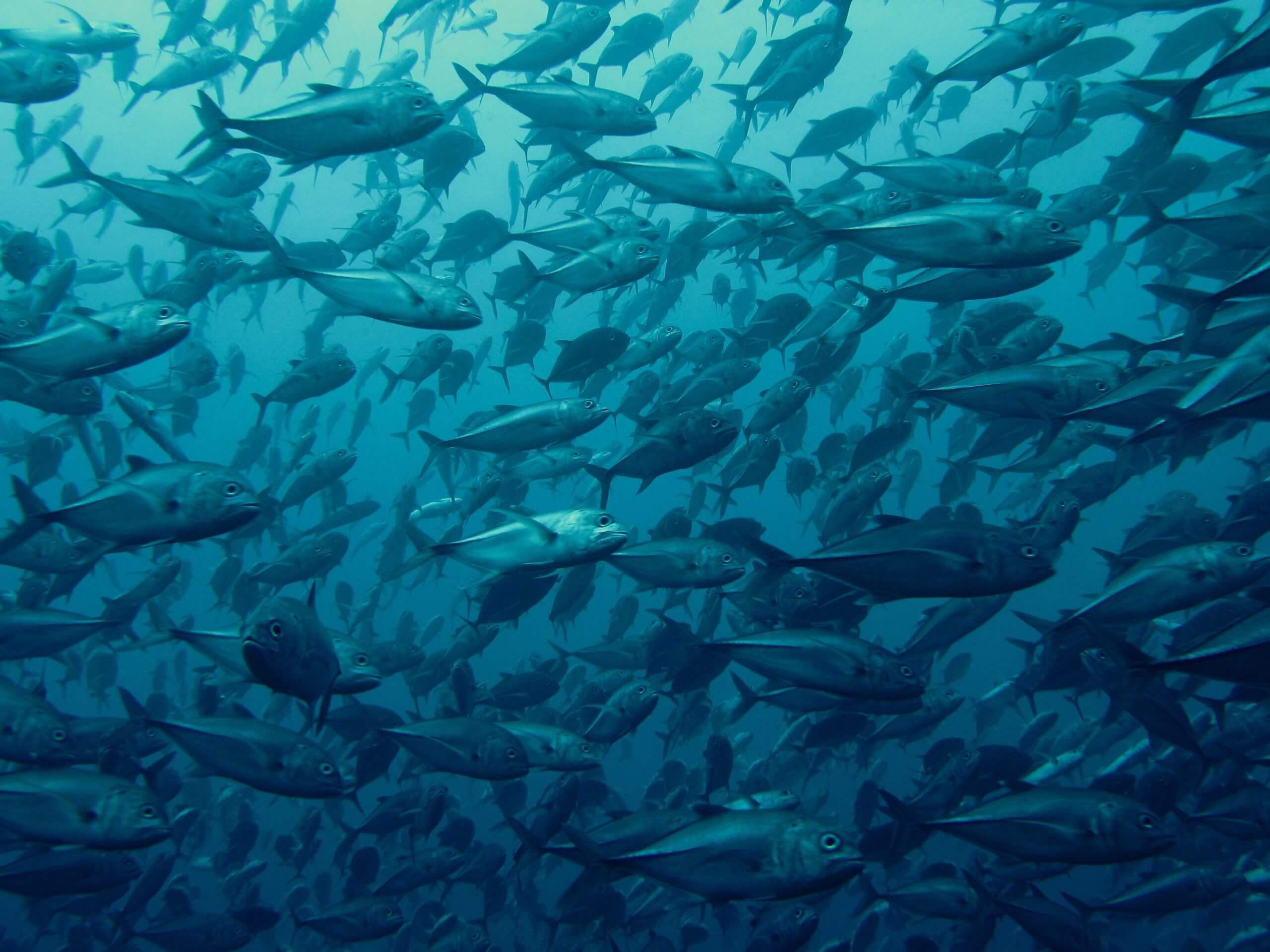 This stock photo, supplied by Dive Timor, provides a glimpse of the amazing amount of marine life which awaits divers to Timor-Leste. 