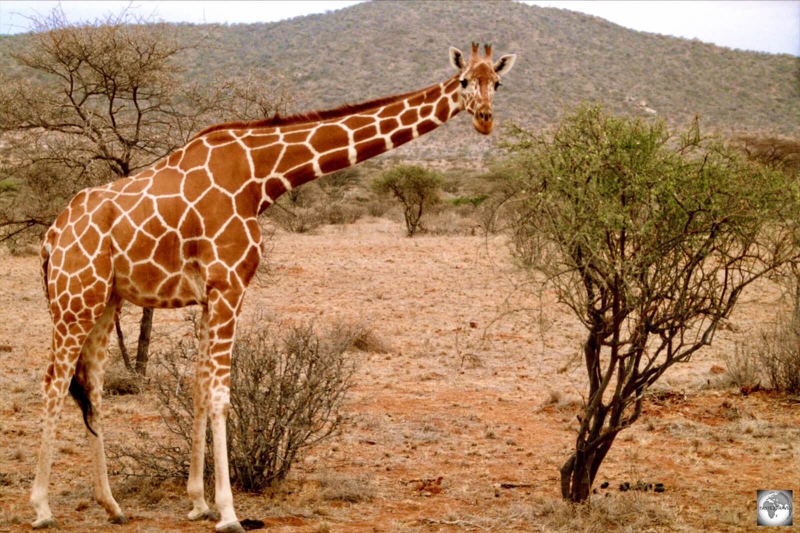 Reticulated Giraffe, Samburu National Park, Kenya