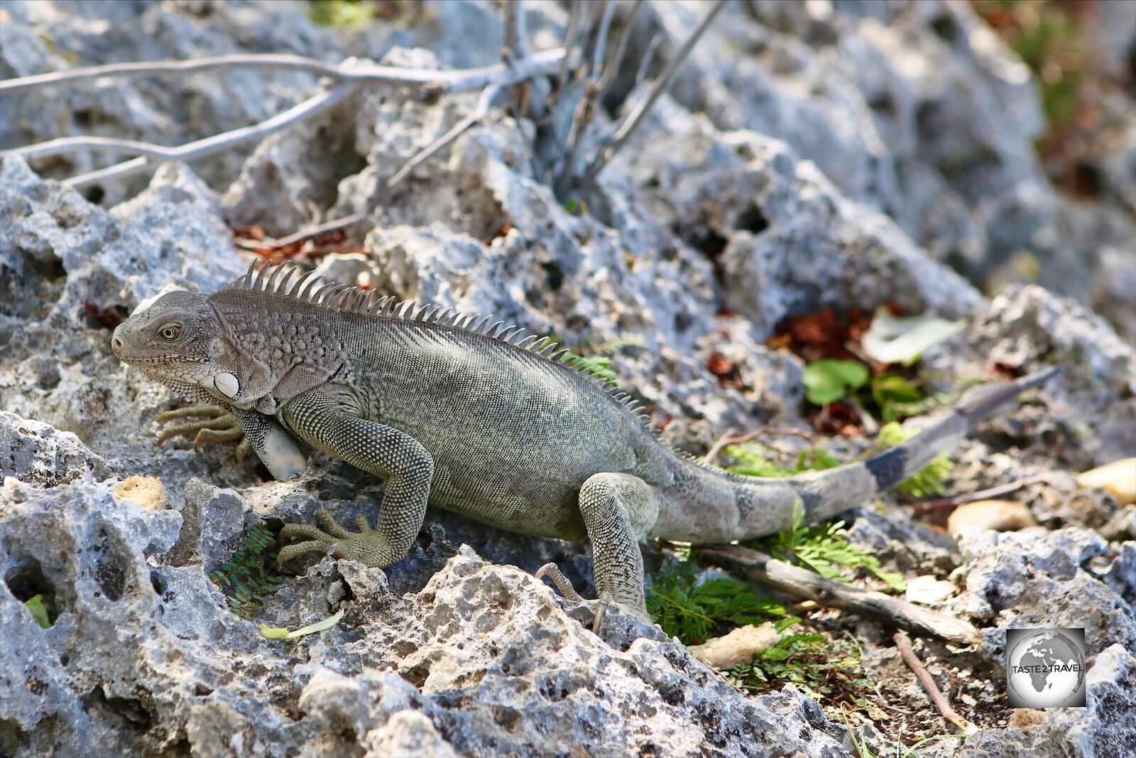 Introduced to the island, the Green Iguana is a common sight on Bonaire and is featured in local cuisine.