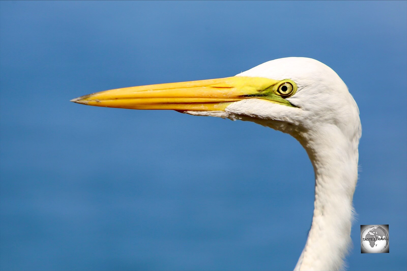 A majestic Great White Heron at the Marasha Nature Reserve in Peru.