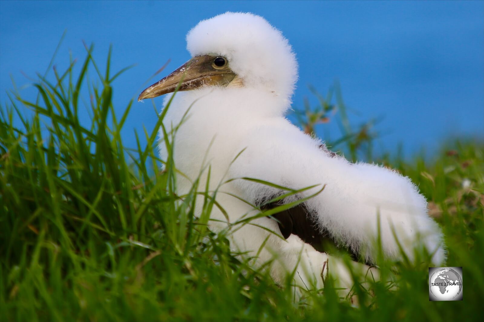 Striking a pose! A fluffy Masked Booby chick on Norfolk Island.