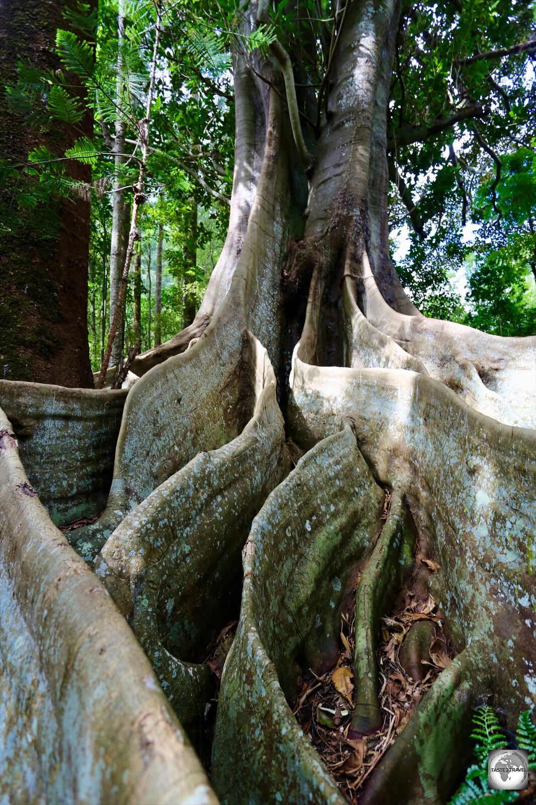 The Hundred Acres Reserve is home to some impressive flora, including a number of towering Moreton Bay figs.