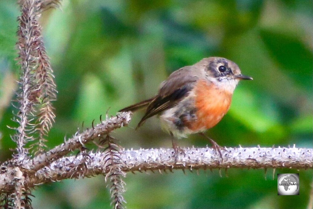 A juvenile male Norfolk robin on Norfolk Island.