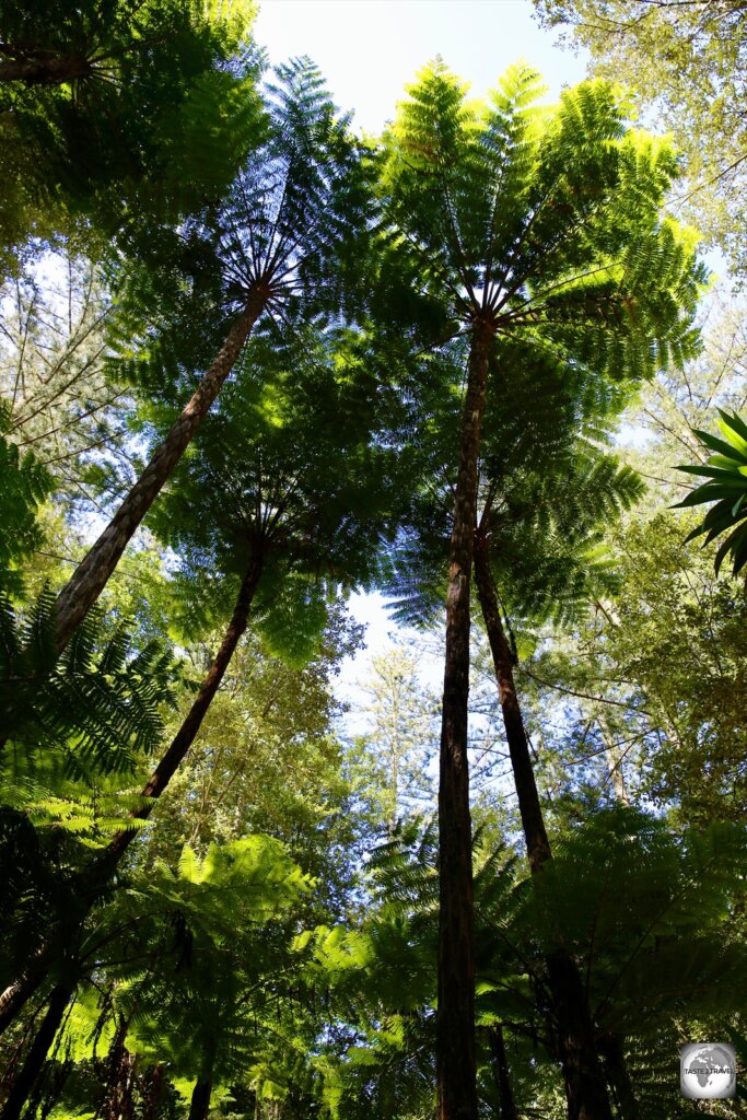 Towering, Norfolk Tree Ferns, in the 100 Acres Reserve on Norfolk Island.