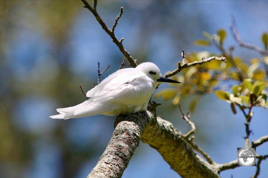 A nesting adult White Tern in the 100 Acres reserve.