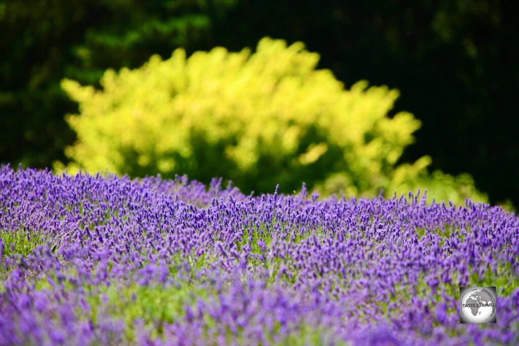 A sea of lavender flowers at Bridestowe Lavender Farm.