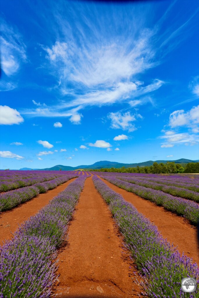 Lavender flowers at Bridestowe Lavender Farm.