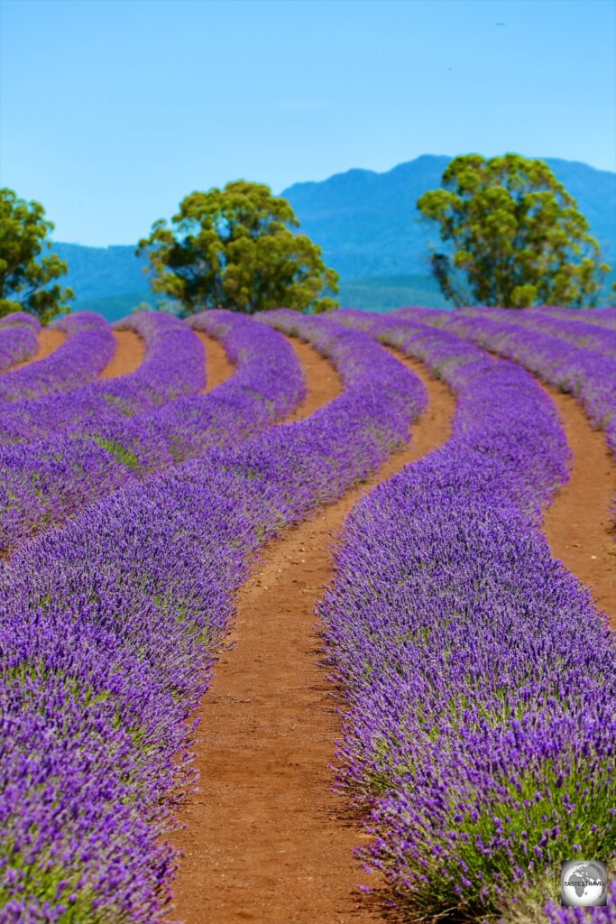 Lavender flowers in bloom at the Bridestowe Lavender Farm - the largest, privately-owned, lavender farm in the world.