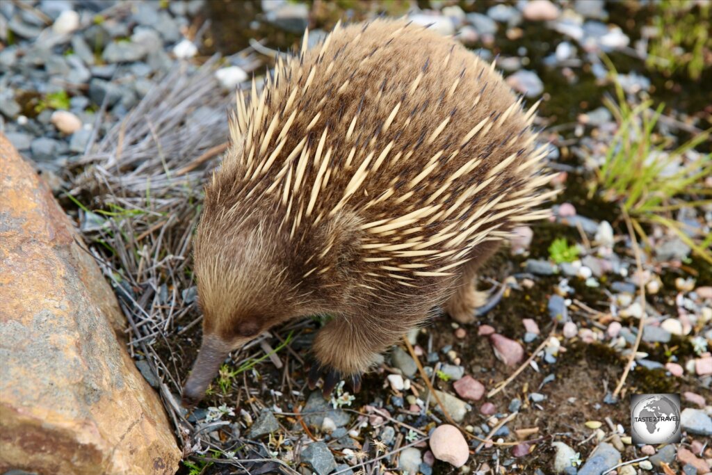 A juvenile Echidna at Cradle Mountain national park.