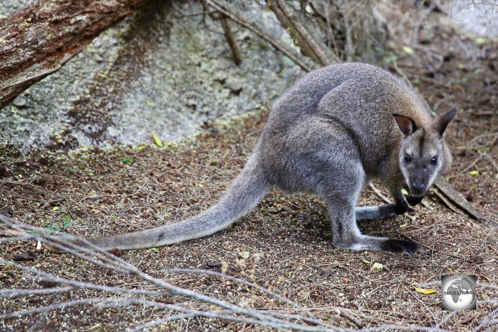 A wallaby, checking me out, in Tasmania's Freycinet National Park.