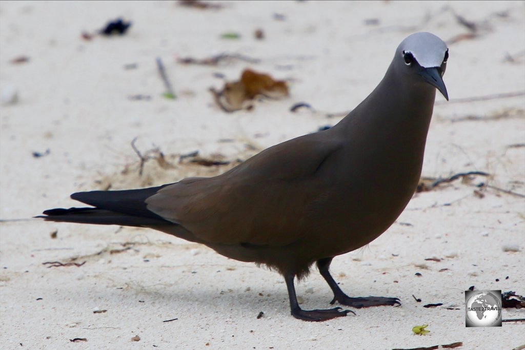 A Brown noddy on South Island.