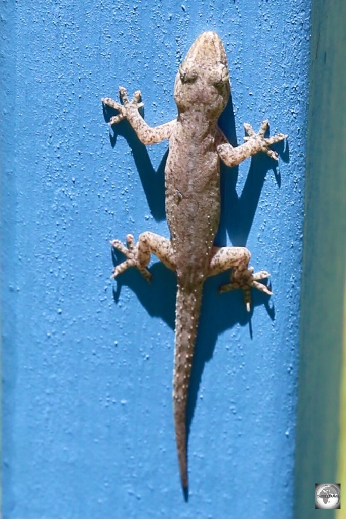 A Gecko on Home Island, Cocos (Keeling) Islands.