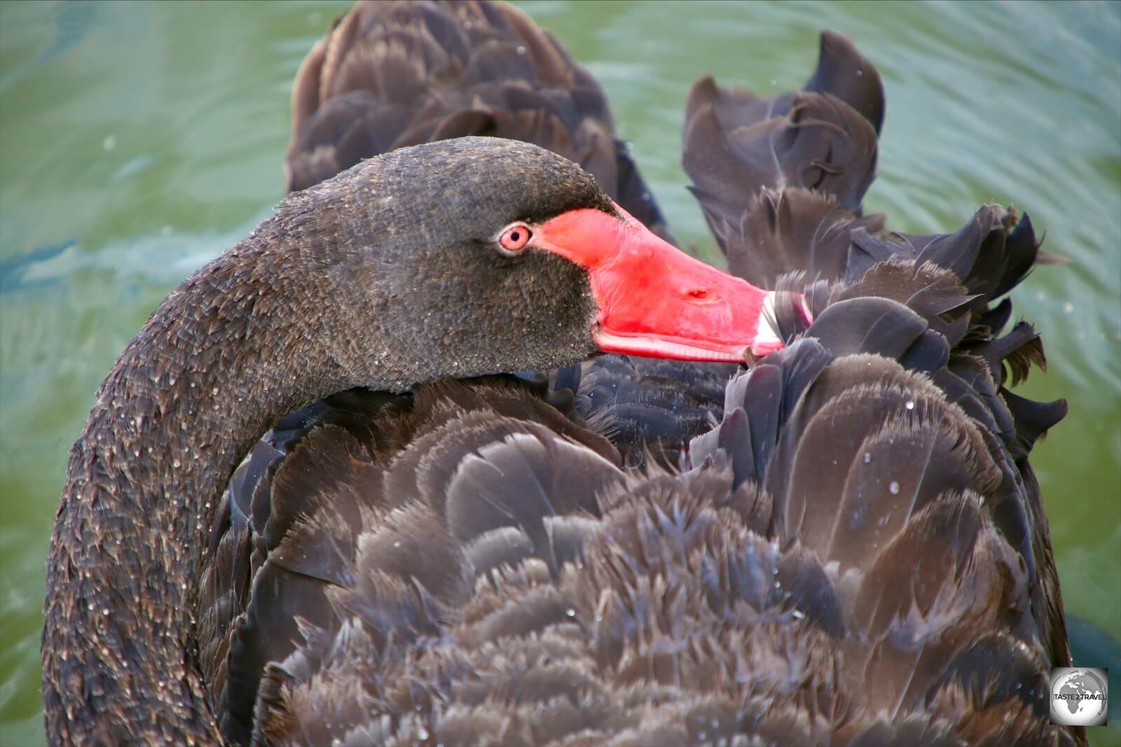 Black Swan, Canberra