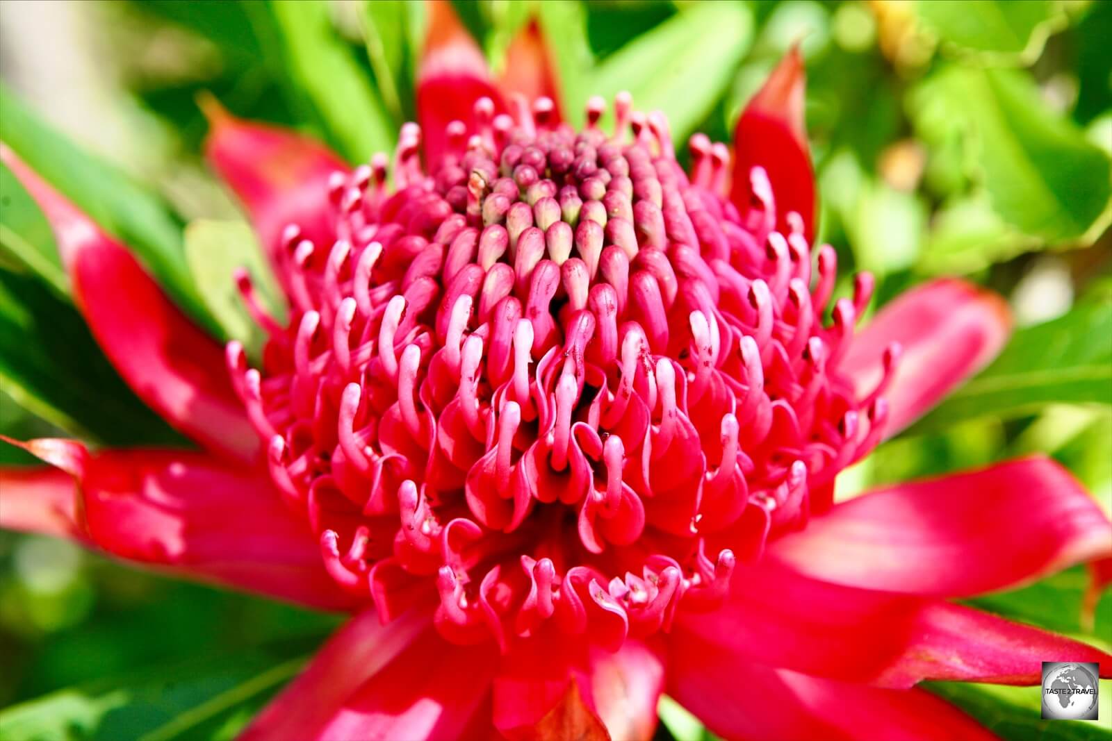 Waratah Flower