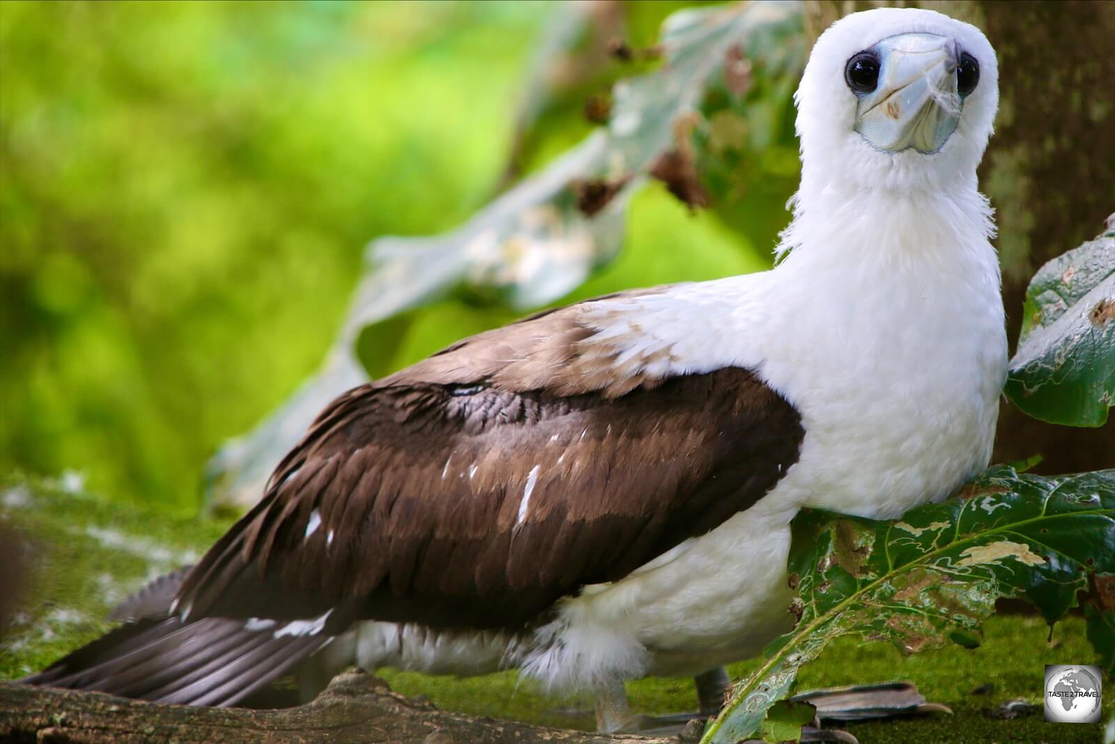 A juvenile Abbott's booby on Christmas Island.