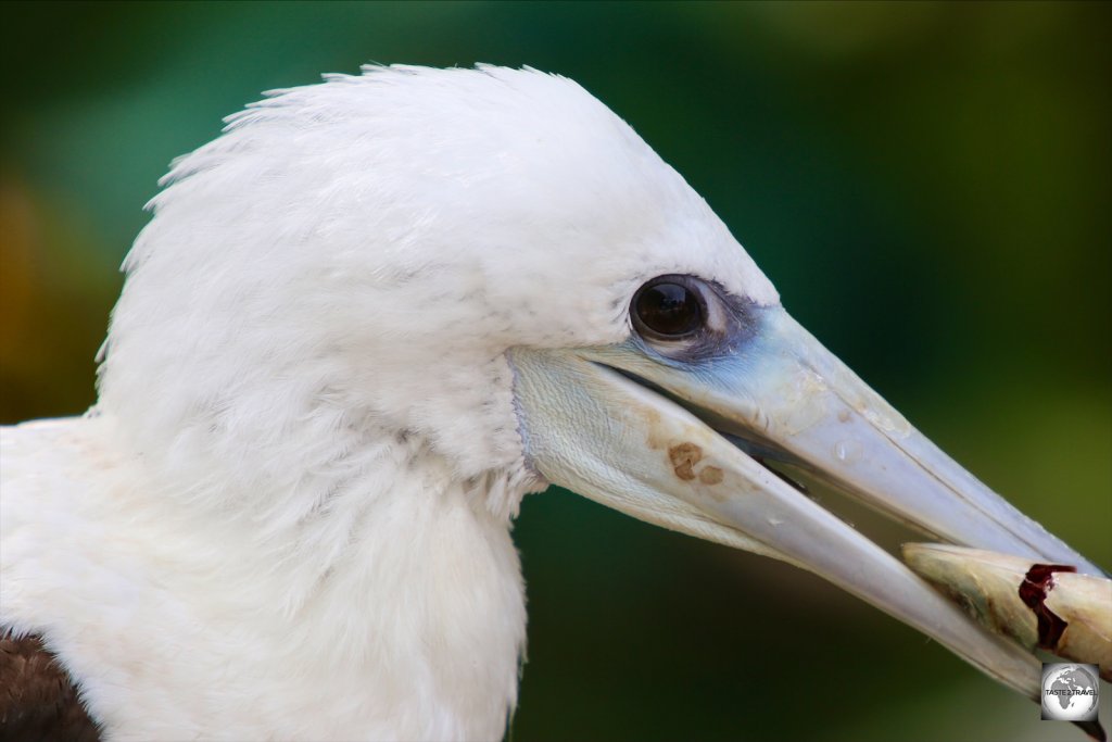 An Abbott's booby check being fed at the National Park bird orphanage.