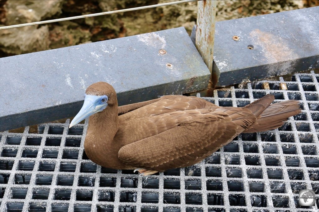 A not-so-shy juvenile Brown booby on the boardwalk at the blow holes.