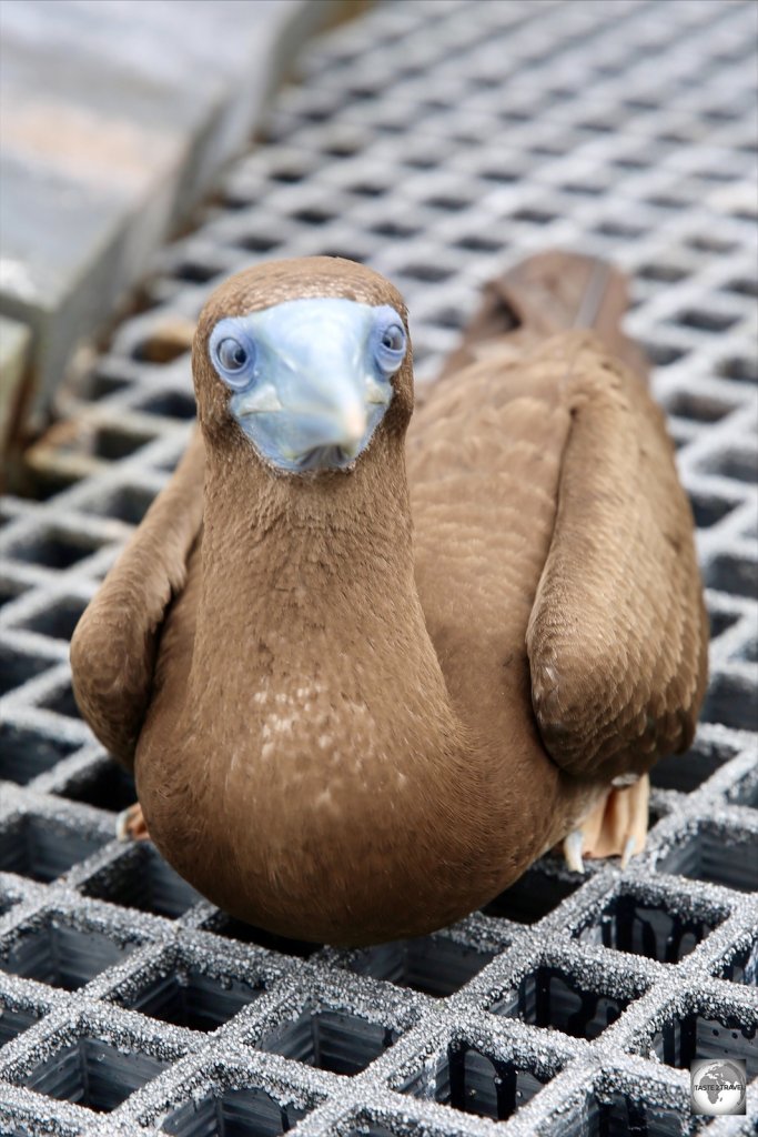 A Brown booby on the boardwalk at the blowholes.