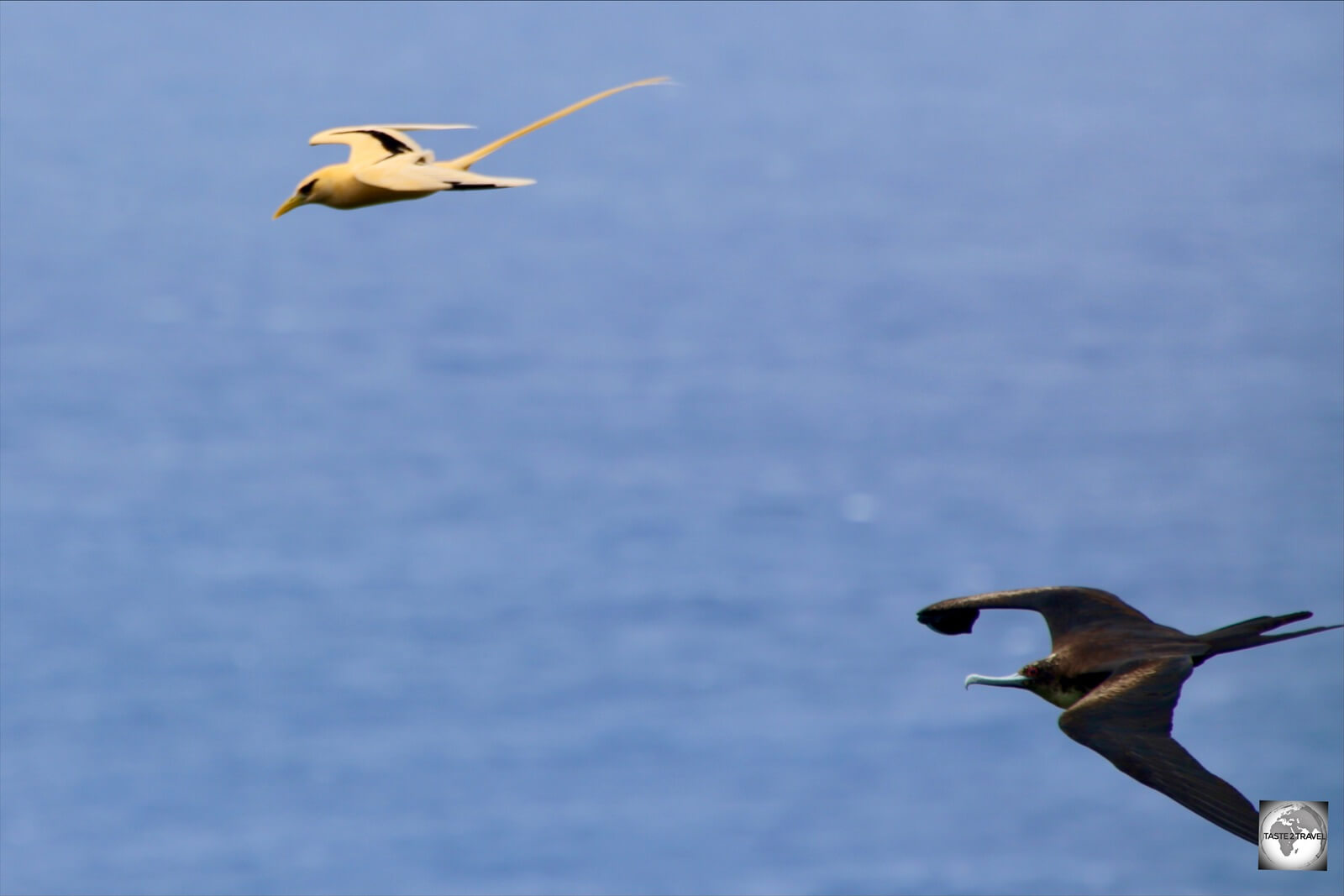 A Great frigatebird on Christmas Island, chasing a Golden bosun for its catch.