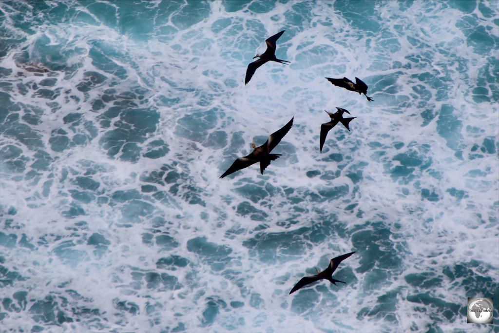 Frigatebirds flying over Flying fish Cove on Christmas Island.