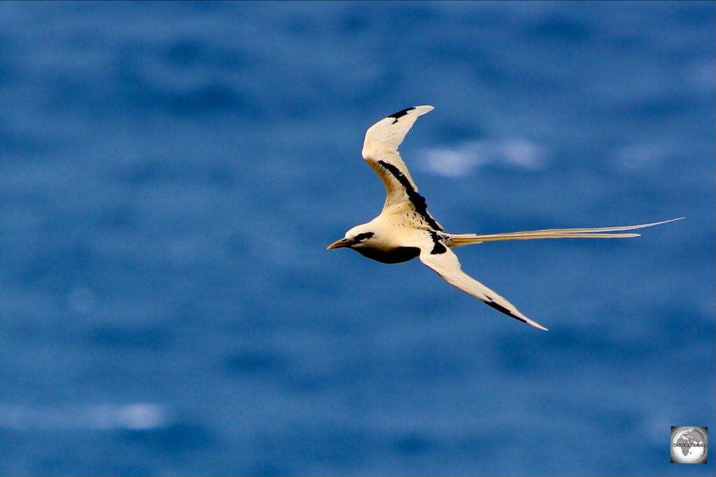 A magical sight, a Golden bosun soaring over Flying Fish Cove.