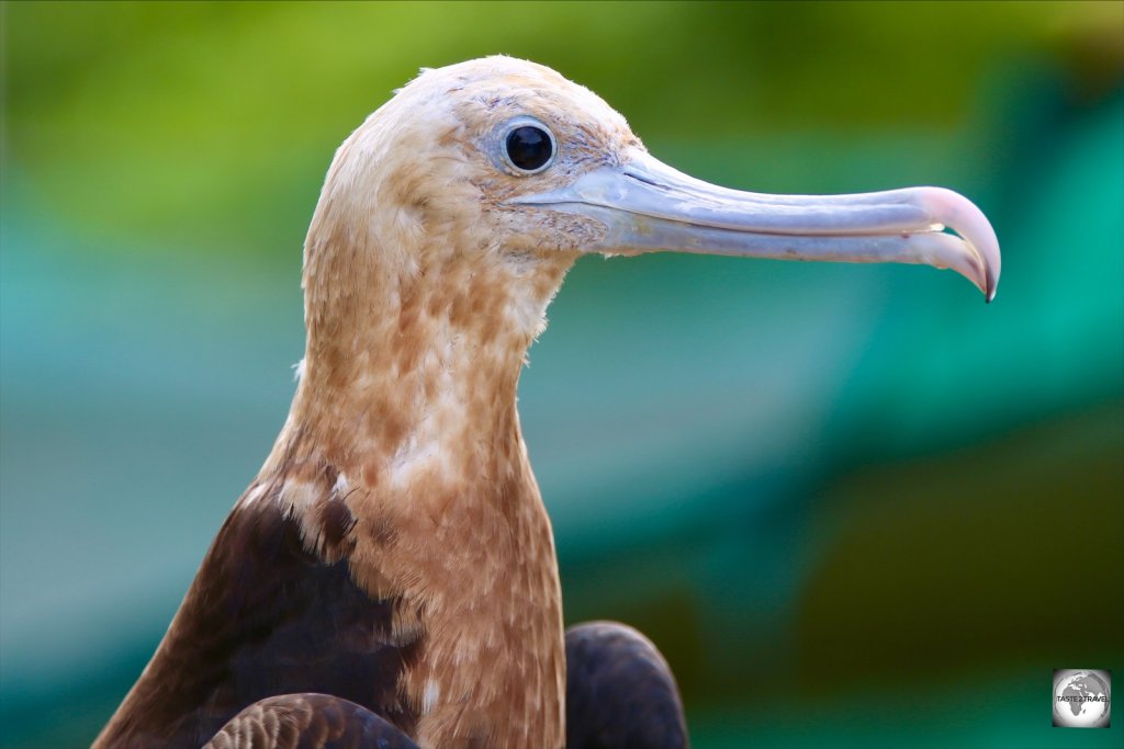 A juvenile Christmas Island Frigatebird on Christmas Island.