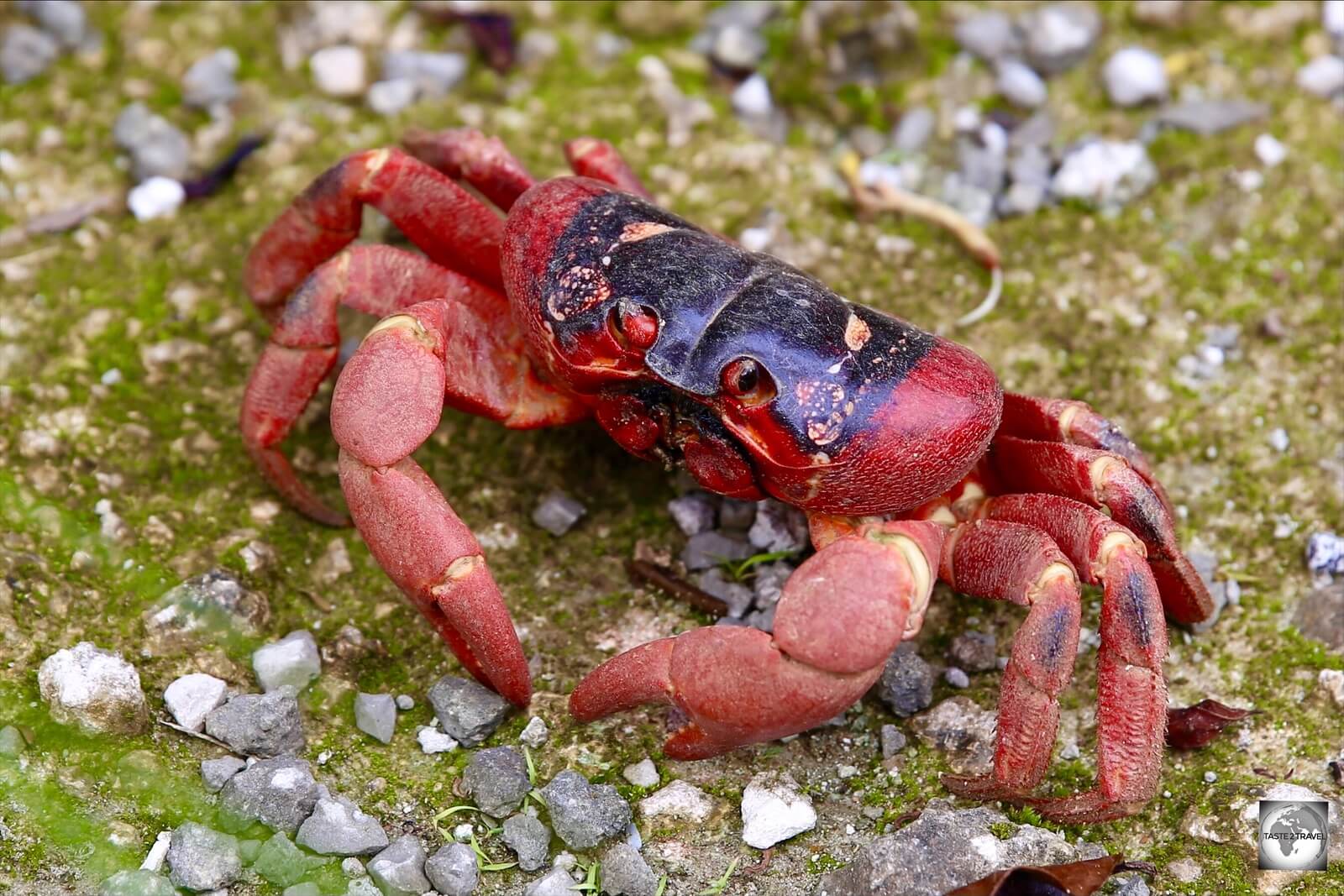 The Christmas Island red crab is a very common sight on Christmas Island where they number around 44 million. 