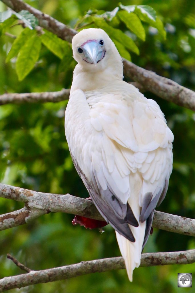 A curious Red-footed booby on Christmas Island.