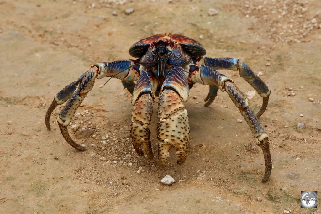A robber crab crossing the road on Christmas Island.