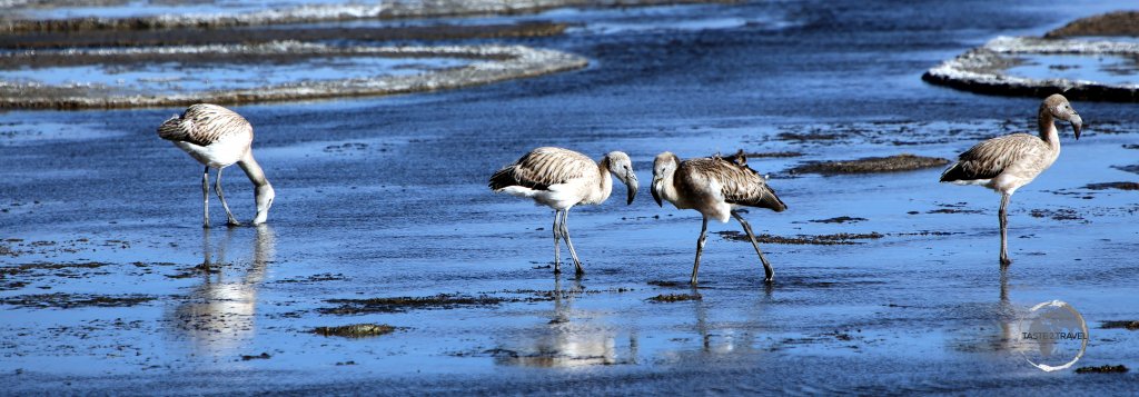 Juvenile James's flamingos, such as these at Laguna Colorada, are hatched grey or white and only gain their pink colouring after 2 or 3 years.