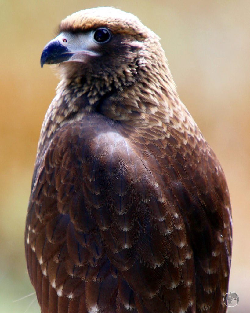 A Chilean Buteo in the Tierra del Fuego National Park, located at the end of the road, at the very bottom of South America.