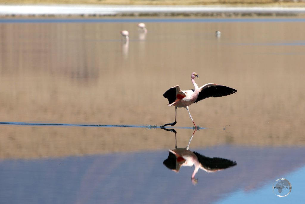 An Andean flamingo, landing on Canapa lagoon in the Salar de Uyuni, Bolivia.