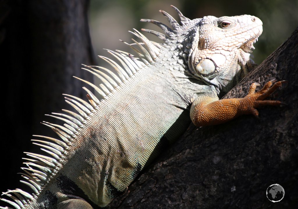 A Green Iguana in Santa Marta, Colombia.