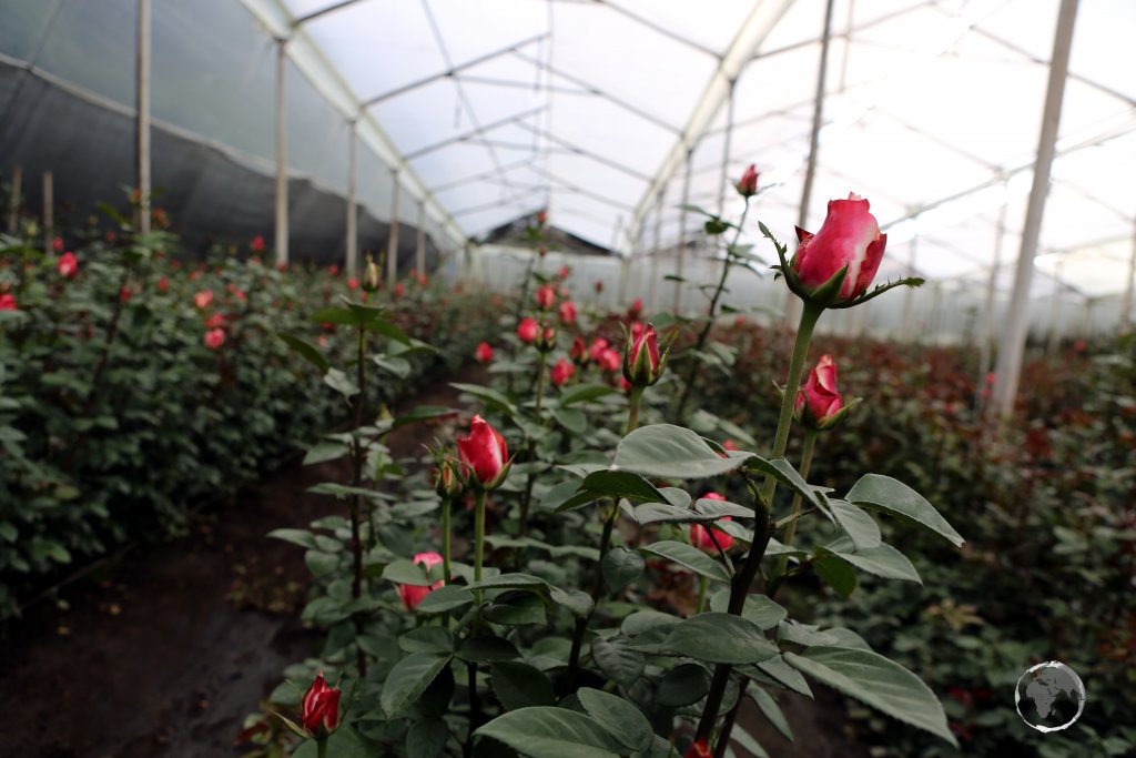 The main markets for Ecuadorian roses are the USA (44%), Europe (22%) and Russia (15%). While visiting this farm, I was offered bunches of 24 roses for US$1.50!