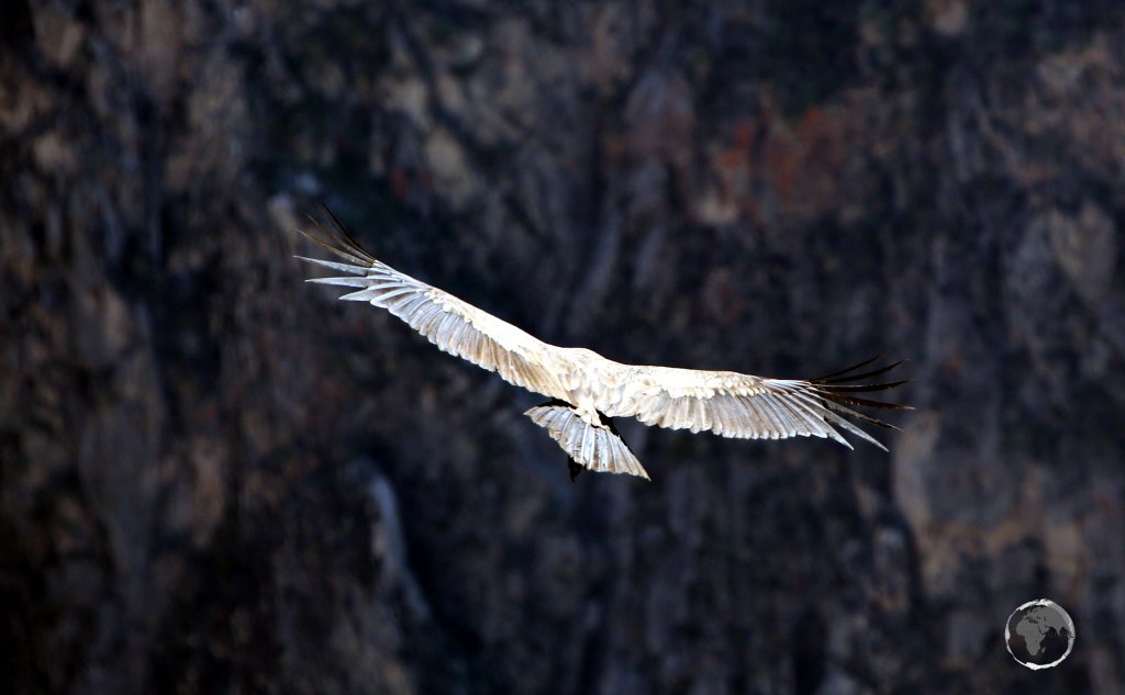 Being a member of the vulture family, the Andean Condor is primarily a scavenger, feeding on carrion. It prefers large carcasses, such as those of deer or cattle.