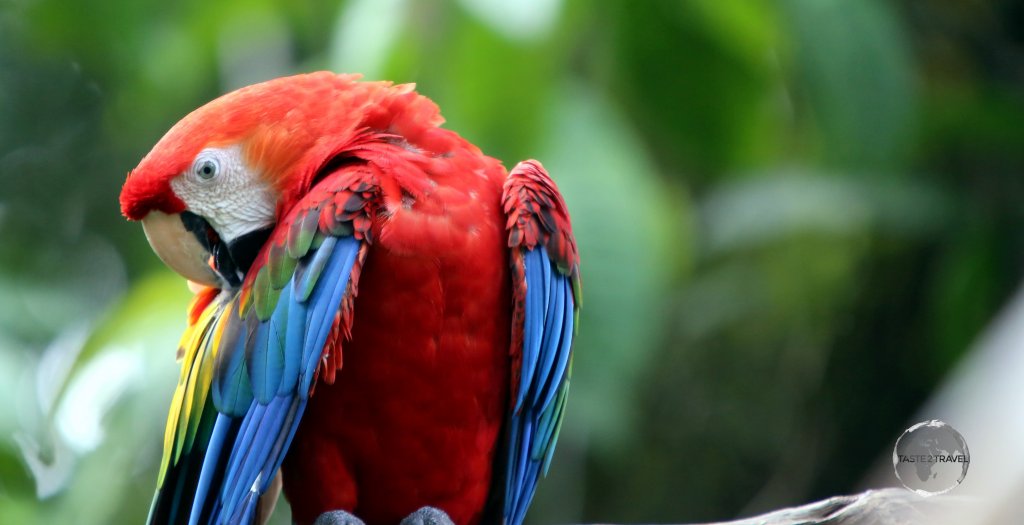 The largest parrot species, Macaws are a common sight in Iquitos, Peru.