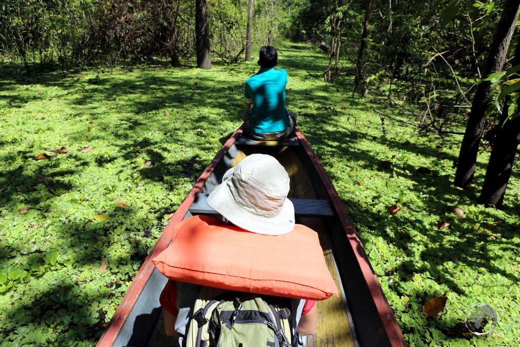 Our kayak transport, which took us from the Amazon river through a large swamp to the Marasha Nature Reserve, which is located in Peru, across the river from Colombia.