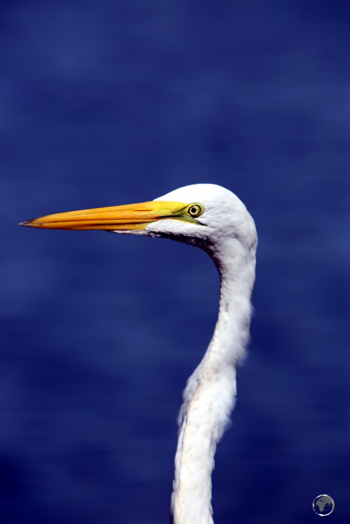 A majestic Great White Heron at the Marasha Nature Reserve in the Peruvian Amazon.